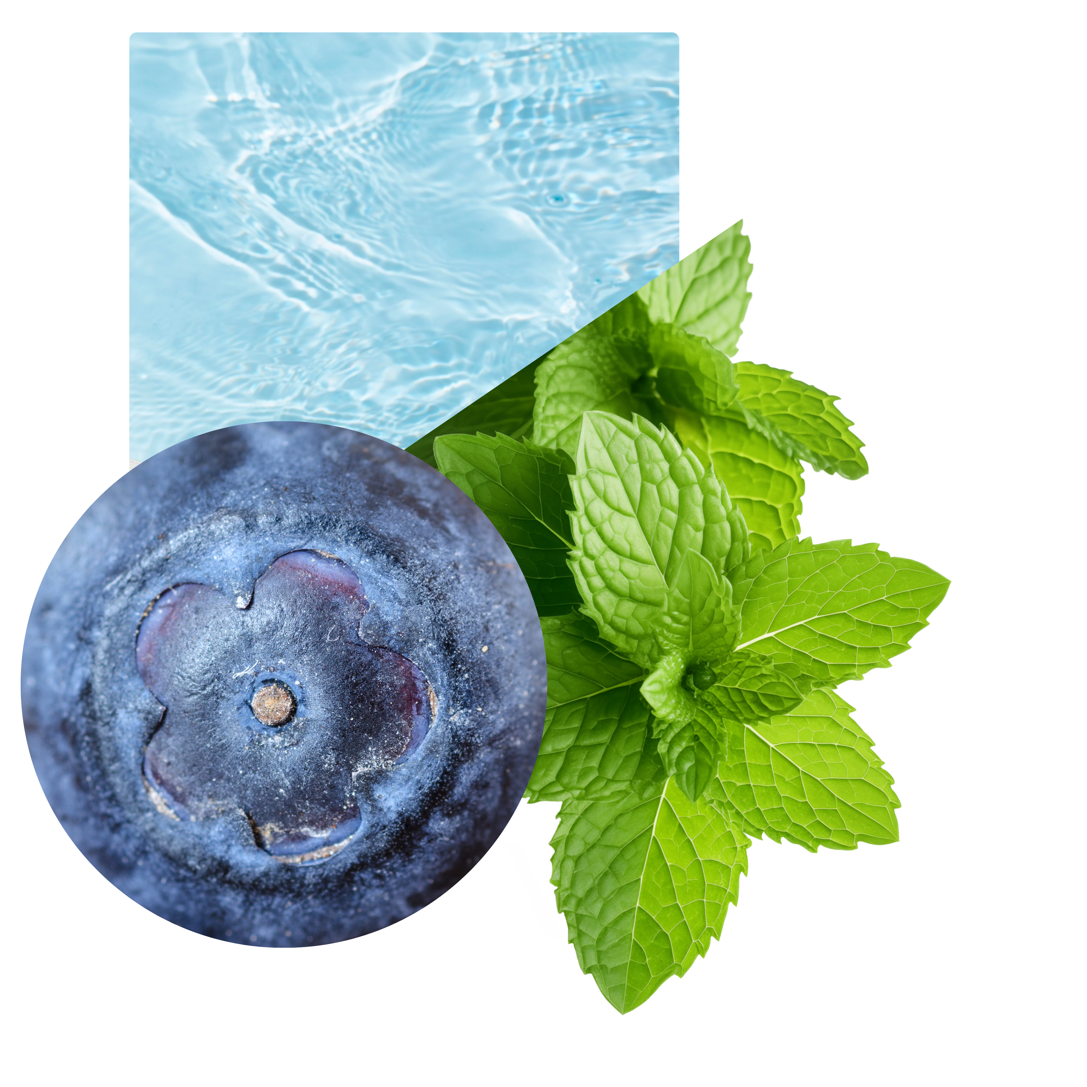 Mirtilo e menta, notas sensoriais do Blueberry Ice